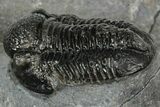 Detailed Gerastos Trilobite Fossil - Morocco #351272-2